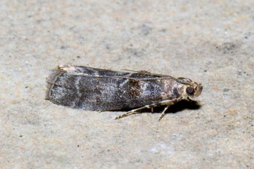 Ortholepis betulae